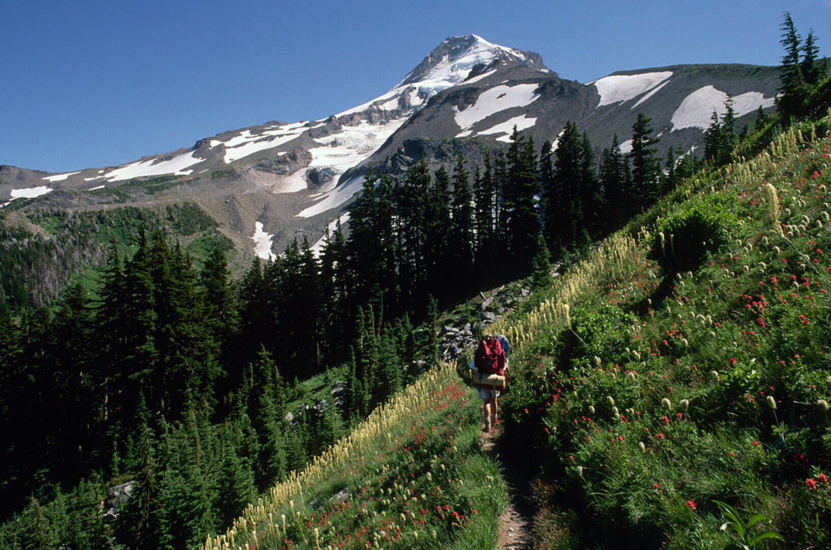Timberline Trail